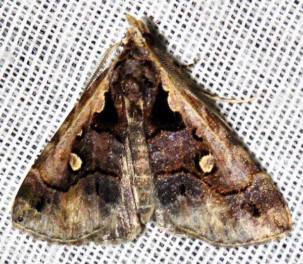 /filer/webapps/moths/media/images/V/vausema_Arsina_A_Braun_07.jpg