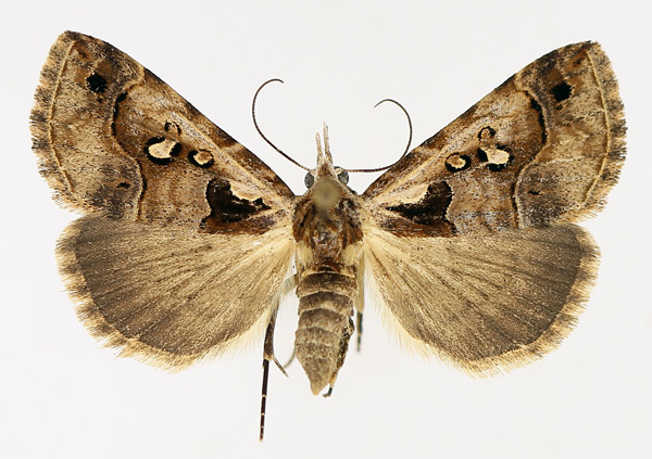 /filer/webapps/moths/media/images/V/vausema_Tephrialia_AF_TMSA_01.jpg