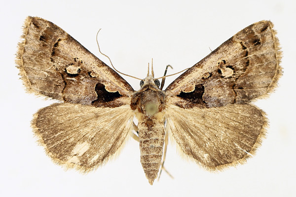 /filer/webapps/moths/media/images/V/vausema_Tephrialia_AF_TMSA_02.jpg