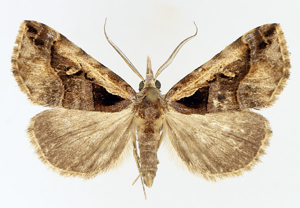 /filer/webapps/moths/media/images/V/vausema_Tephrialia_AM_TMSA_01.jpg