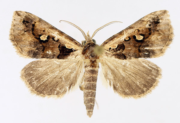 /filer/webapps/moths/media/images/V/vausema_Tephrialia_AM_TMSA_02.jpg