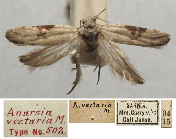 /filer/webapps/moths/media/images/V/vectaria_Anarsia_ST_TMSA.jpg