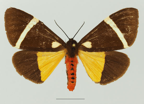 /filer/webapps/moths/media/images/V/vectigera_Fodinoidea_AF_Basquina.jpg