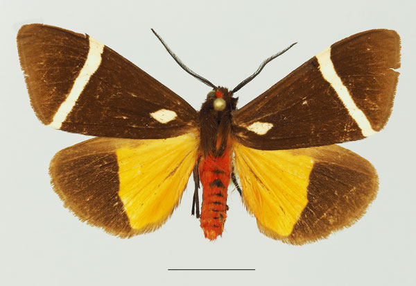 /filer/webapps/moths/media/images/V/vectigera_Fodinoidea_AM_Basquin_01a.jpg