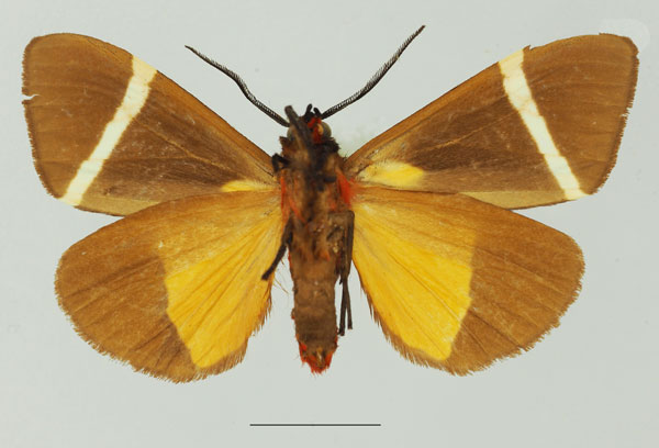 /filer/webapps/moths/media/images/V/vectigera_Fodinoidea_AM_Basquin_01b.jpg