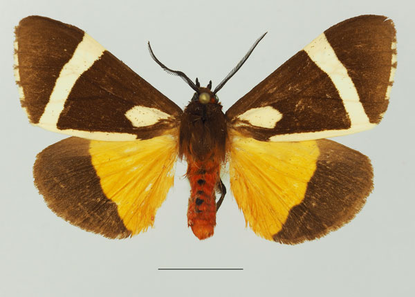 /filer/webapps/moths/media/images/V/vectigera_Fodinoidea_AM_Basquin_02a.jpg