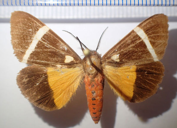 /filer/webapps/moths/media/images/V/vectigera_Fodinoidea_AM_Bippus.jpg