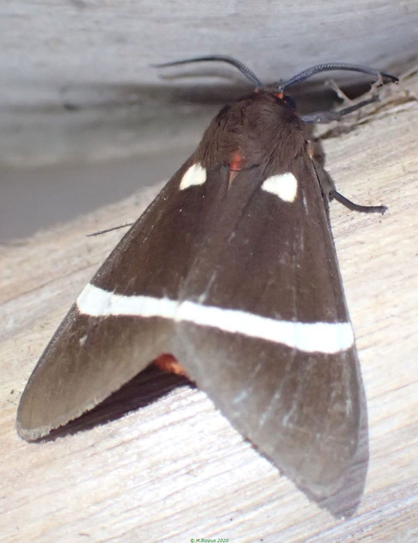 /filer/webapps/moths/media/images/V/vectigera_Fodinoidea_A_Bippus.jpg