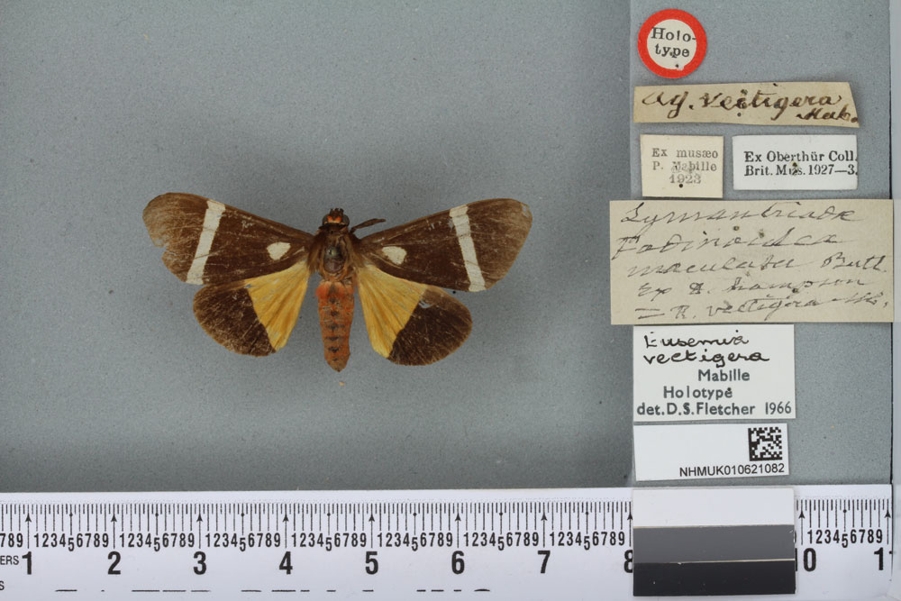 /filer/webapps/moths/media/images/V/vectigera_Fodinoidea_HT_BMNHa.jpg