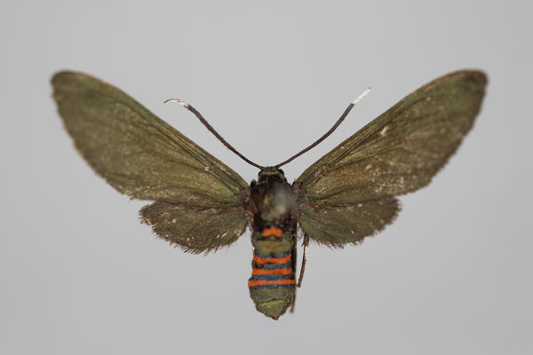 /filer/webapps/moths/media/images/V/velatipennis_Amata_A_BMNH.jpg