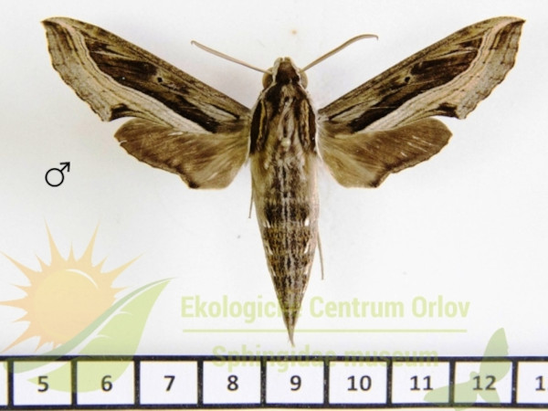 /filer/webapps/moths/media/images/V/velox_Hippotion_AM_SMCR_02.jpg