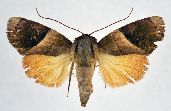 /filer/webapps/moths/media/images/V/veluta_Aiteta_AF_NHMO.jpg