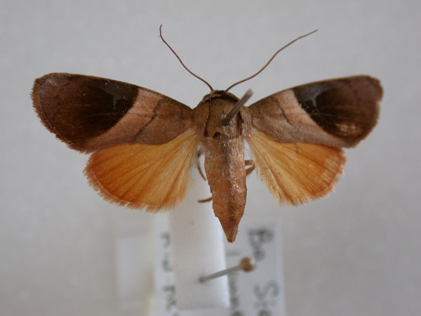/filer/webapps/moths/media/images/V/veluta_Aiteta_A_Revell.jpg