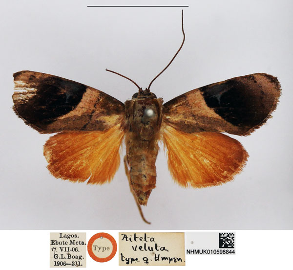 /filer/webapps/moths/media/images/V/veluta_Aiteta_HT_NHMUK.jpg