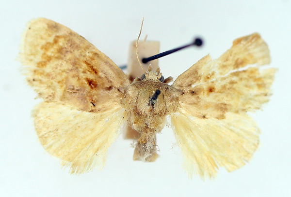 /filer/webapps/moths/media/images/V/velutina_Gavara_AF_TMSA.jpg