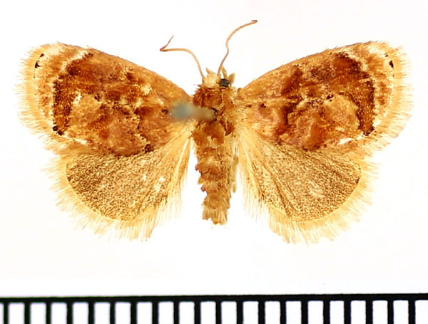 /filer/webapps/moths/media/images/V/velutina_Gavara_AM_BMNH_02.jpg