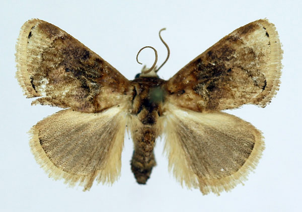 /filer/webapps/moths/media/images/V/velutina_Gavara_AM_ISEA_02.jpg