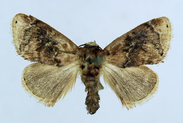 /filer/webapps/moths/media/images/V/velutina_Gavara_AM_ISEA_03.jpg