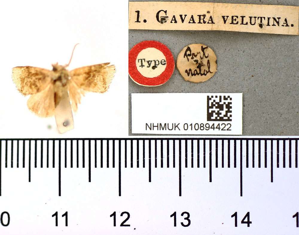 /filer/webapps/moths/media/images/V/velutina_Gavara_HT_BMNH.jpg