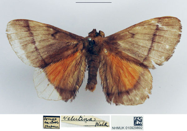 /filer/webapps/moths/media/images/V/velutina_Gonojana_AM_NHMUK.jpg