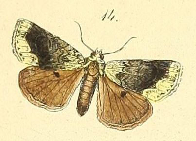 /filer/webapps/moths/media/images/V/velutina_Iambia_Felder_100_14.jpg