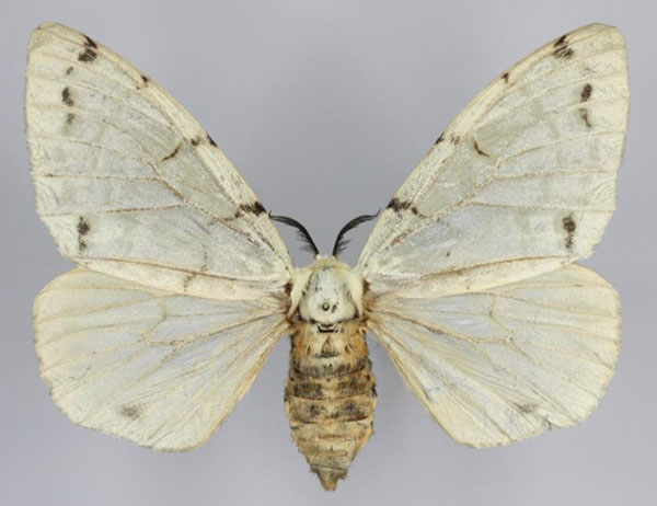 /filer/webapps/moths/media/images/V/velutina_Lymantica_AF_Golovizin.jpg