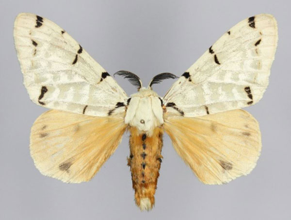 /filer/webapps/moths/media/images/V/velutina_Lymantica_AM_Golovizin.jpg