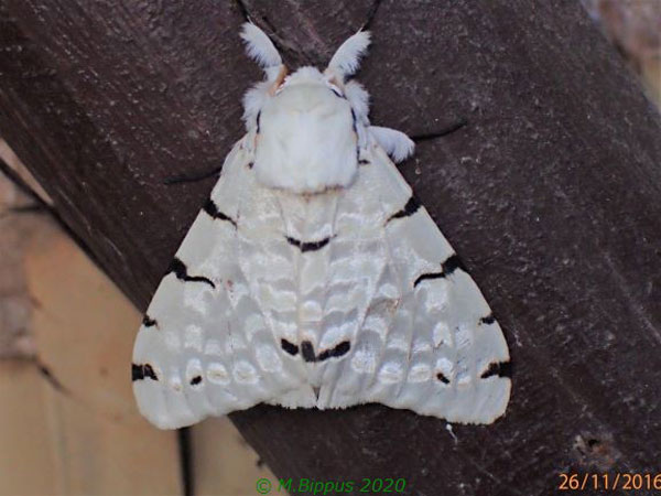 /filer/webapps/moths/media/images/V/velutina_Lymantica_A_Bippus.jpg