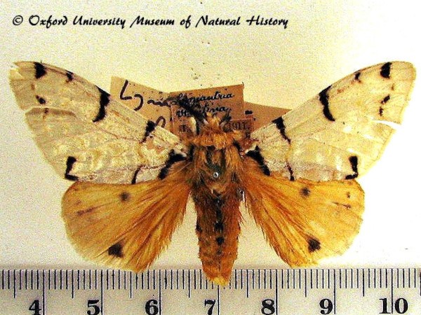 /filer/webapps/moths/media/images/V/velutina_Lymantica_A_OUMNH.jpg