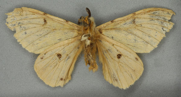 /filer/webapps/moths/media/images/V/velutina_Orgyia_HT_NHMUKb.jpg