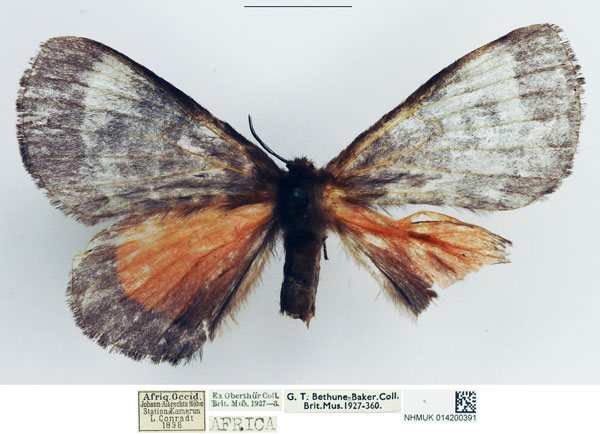 /filer/webapps/moths/media/images/V/velutina_Vianga_AF_NHMUK.jpg