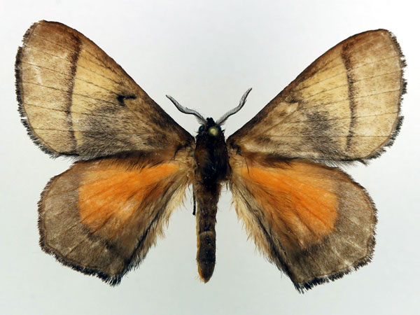 /filer/webapps/moths/media/images/V/velutina_Vianga_AM_Basquin_01.jpg
