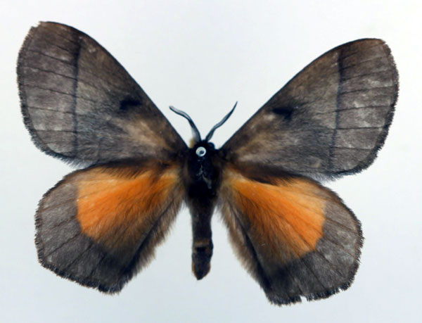/filer/webapps/moths/media/images/V/velutina_Vianga_AM_Basquin_02.jpg