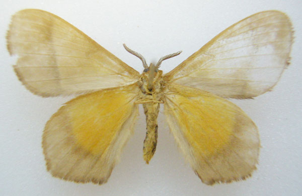 /filer/webapps/moths/media/images/V/velutina_Vianga_HT_NHMUKb.jpg
