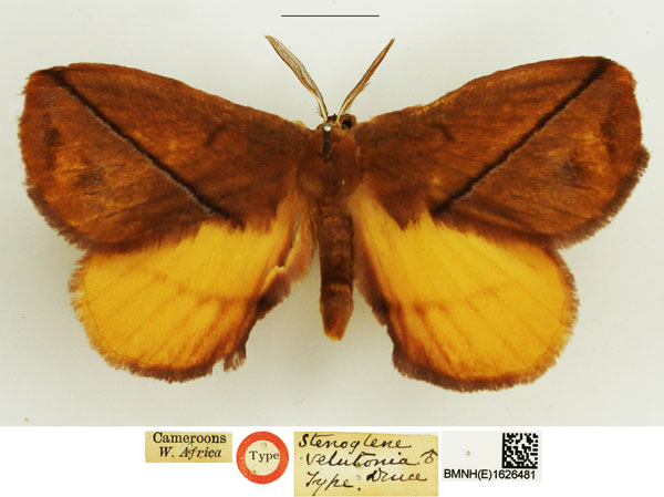 /filer/webapps/moths/media/images/V/velutonia_Stenoglene_HT_NHMUK.jpg