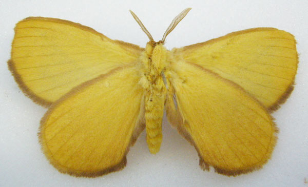 /filer/webapps/moths/media/images/V/velutonia_Stenoglene_HT_NHMUKb.jpg