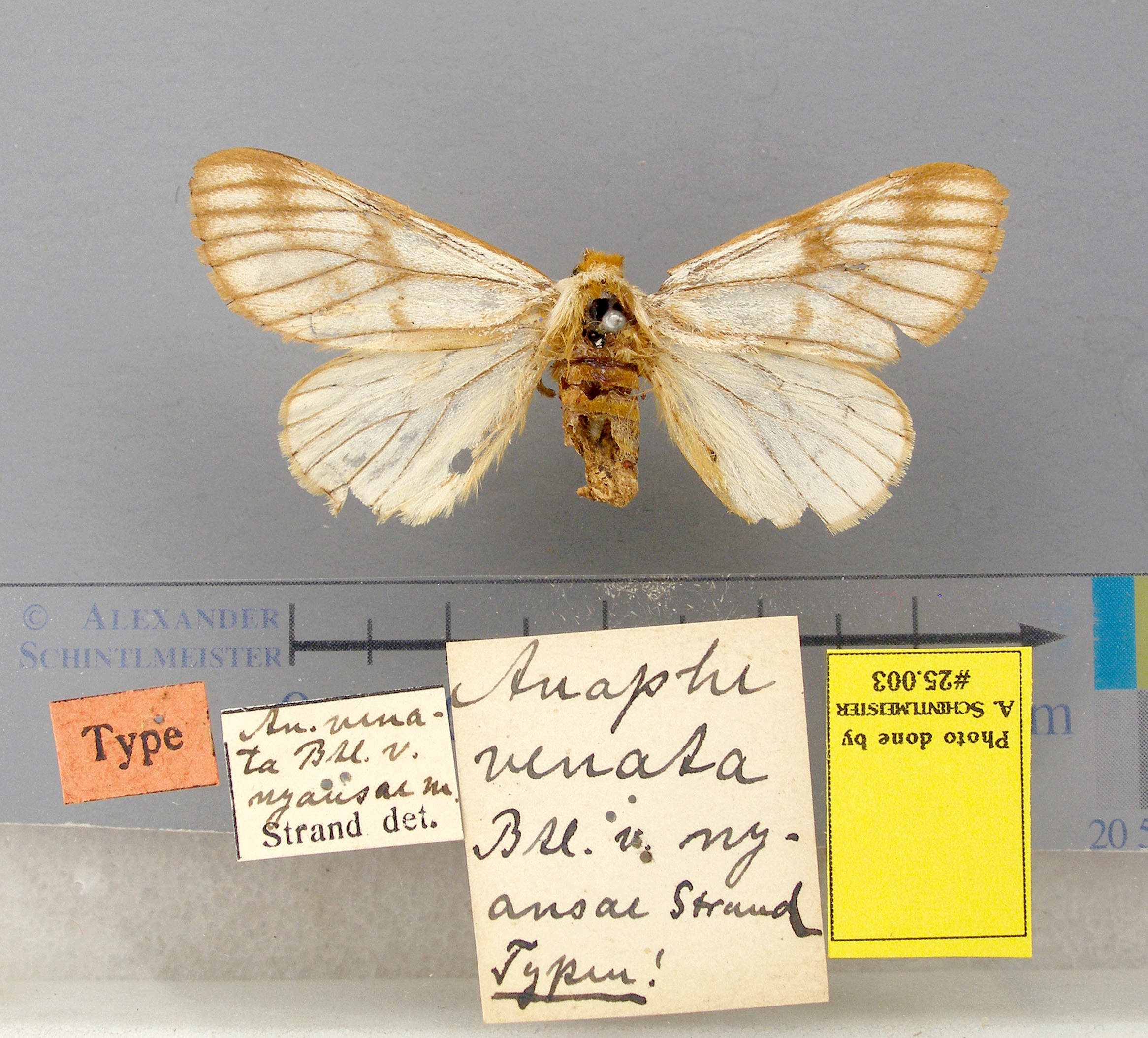 /filer/webapps/moths/media/images/V/venata-nyansae-Anaphe-25003f-ST-Ghanaa.jpg