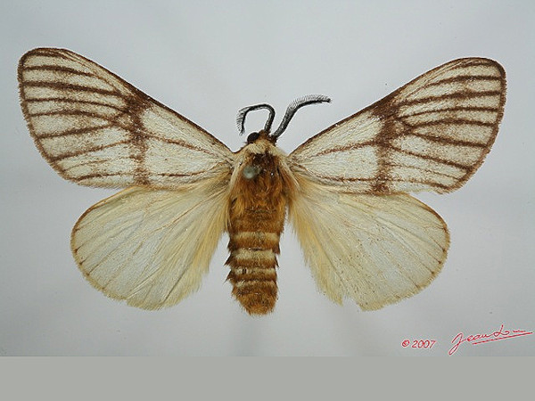 /filer/webapps/moths/media/images/V/venata_Anaphe_A_Alberta_01.jpg