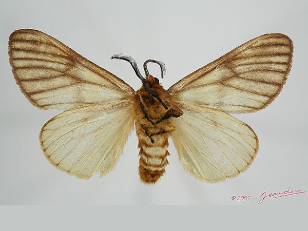 /filer/webapps/moths/media/images/V/venata_Anaphe_A_Albertb_01.jpg