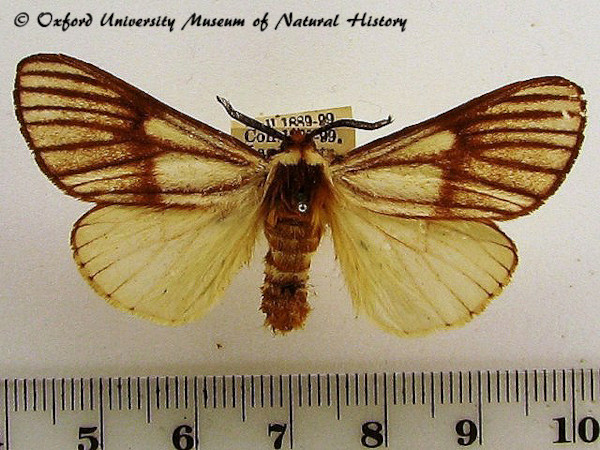 /filer/webapps/moths/media/images/V/venata_Anaphe_A_OUMNH_01.jpg