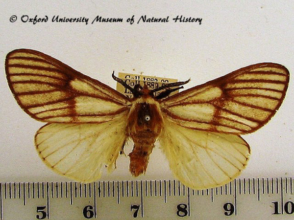 /filer/webapps/moths/media/images/V/venata_Anaphe_A_OUMNH_02.jpg