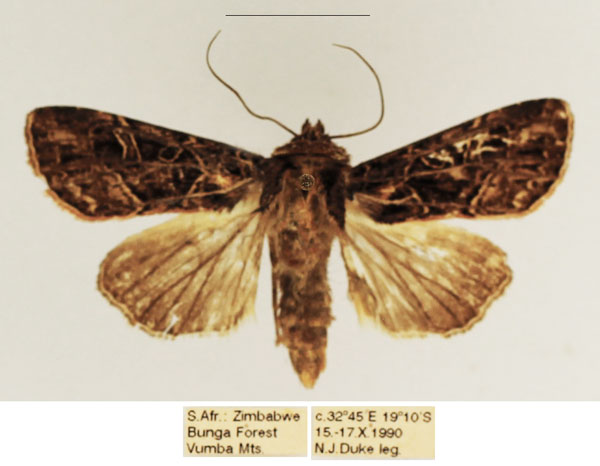 /filer/webapps/moths/media/images/V/venata_Apospasta_AF_TMSA_02.jpg