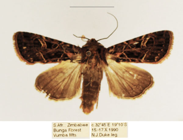 /filer/webapps/moths/media/images/V/venata_Apospasta_AM_TMSA_02.jpg