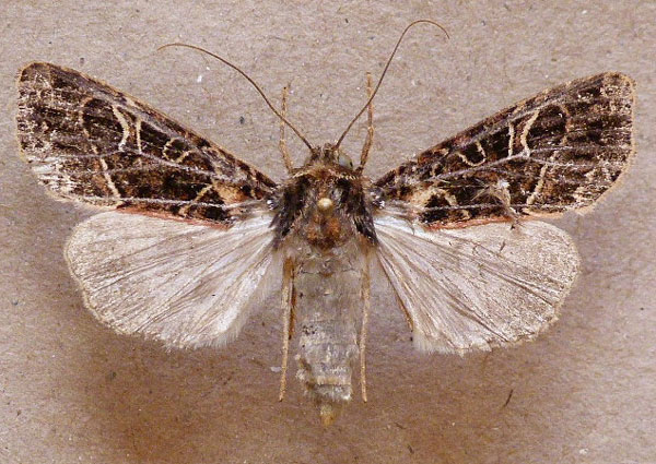 /filer/webapps/moths/media/images/V/venata_Apospasta_A_Butler.jpg