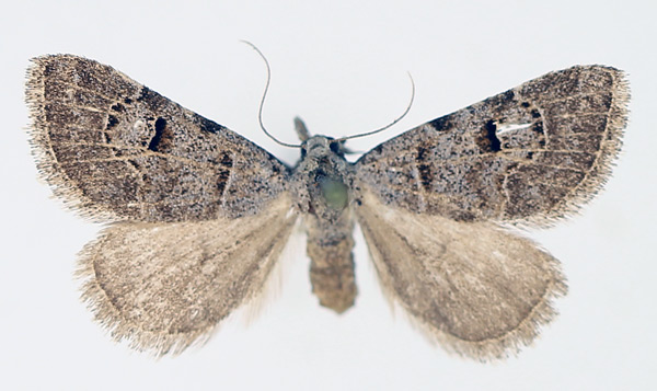 /filer/webapps/moths/media/images/V/venata_Chusaris_AF_TMSA_01.jpg