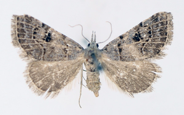 /filer/webapps/moths/media/images/V/venata_Chusaris_AF_TMSA_02.jpg