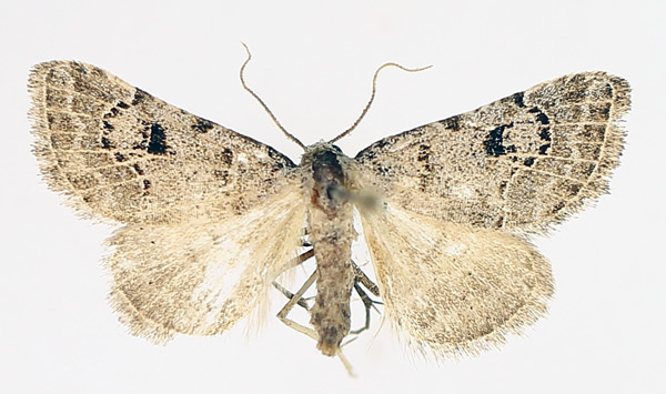 /filer/webapps/moths/media/images/V/venata_Chusaris_AM_TMSA_01.jpg