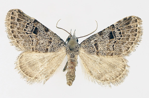 /filer/webapps/moths/media/images/V/venata_Chusaris_AM_TMSA_02.jpg