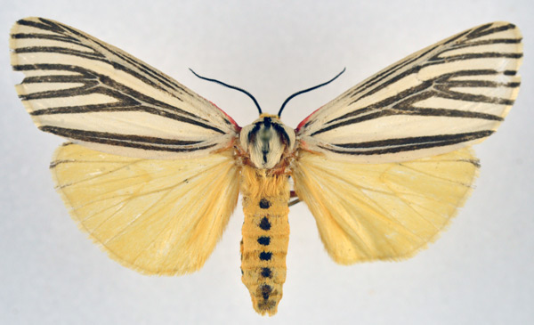 /filer/webapps/moths/media/images/V/venata_Poecilarctia_AF_NHMO.jpg