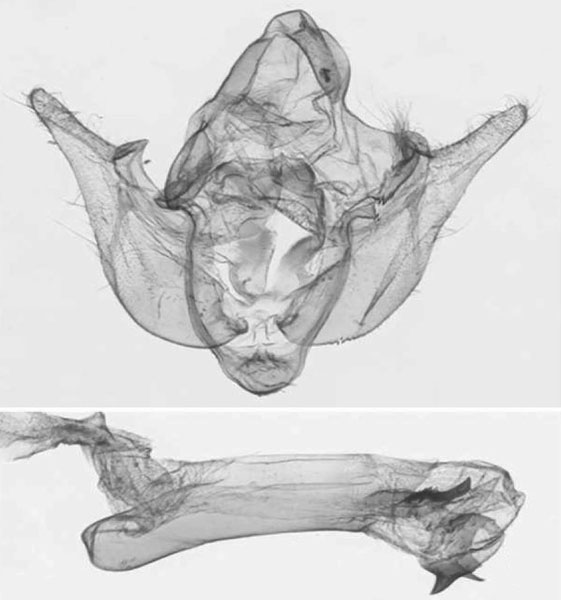 /filer/webapps/moths/media/images/V/venata_Sciomesa_GMHT_NHMUK_1199.jpg
